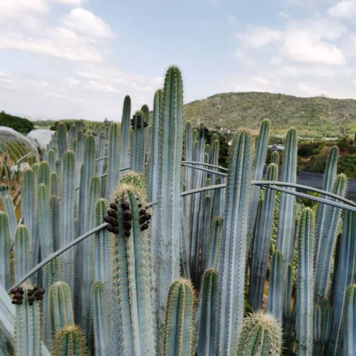 Pilosocereus pachycladus