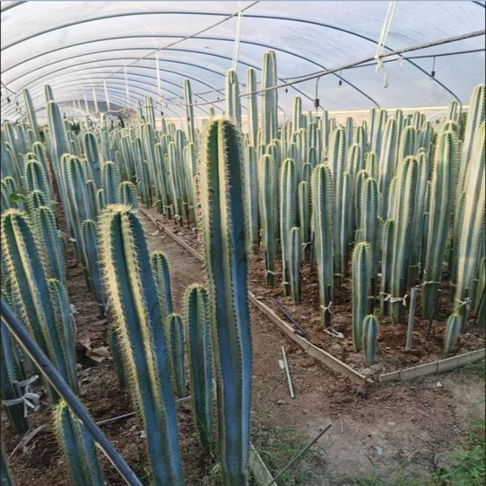 Blue Torch Cactus