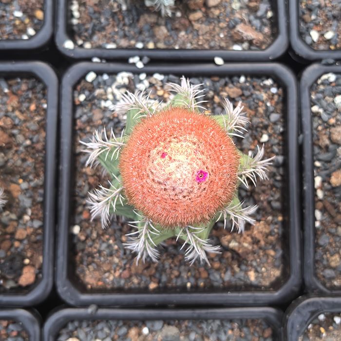 Melocactus Intortus