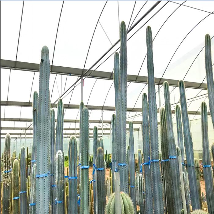 Kaktus Kolonnari Blu Pilosocereus Pachycladus