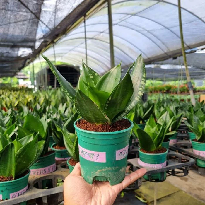 Sansevieria Trifasciata 'Whitney' Plant