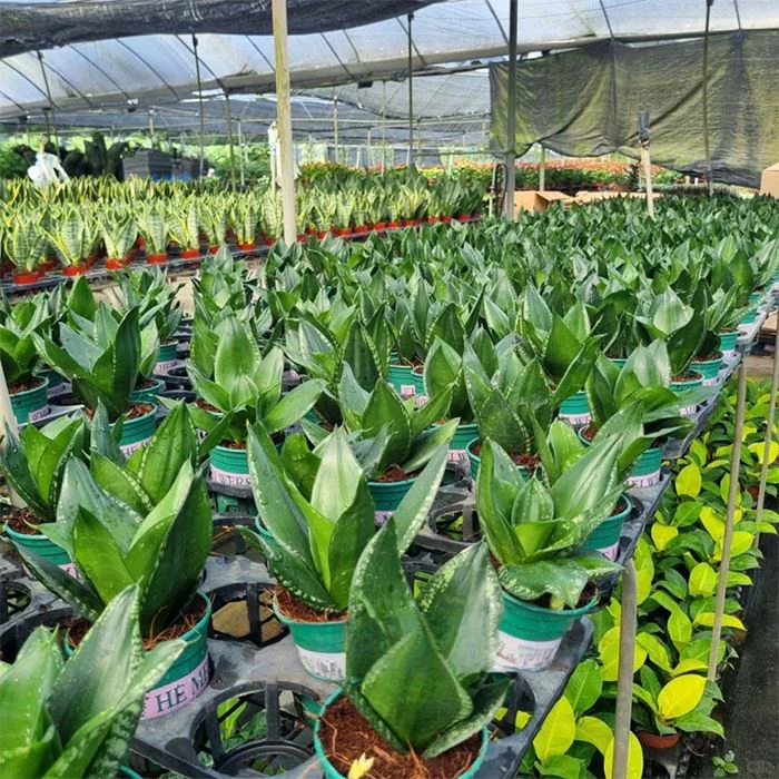 sansevieria trifasciata