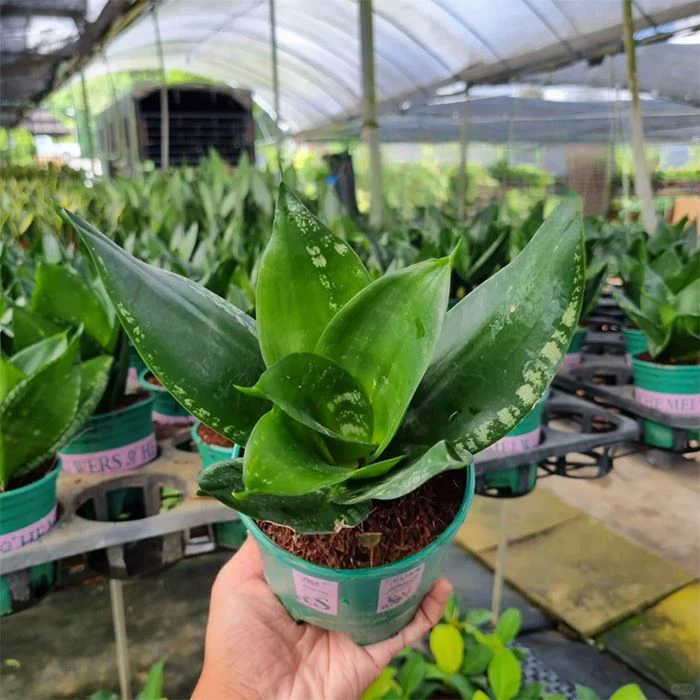 mother in law tongue