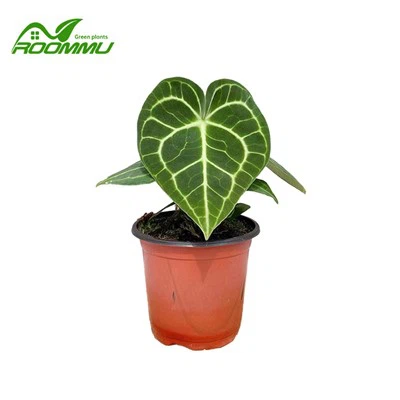 Pianta ta' Anthurium Clarinervium