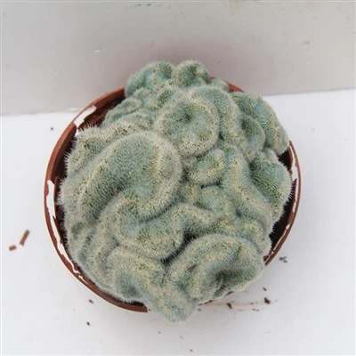 Mammillaria Albilanata Cristata