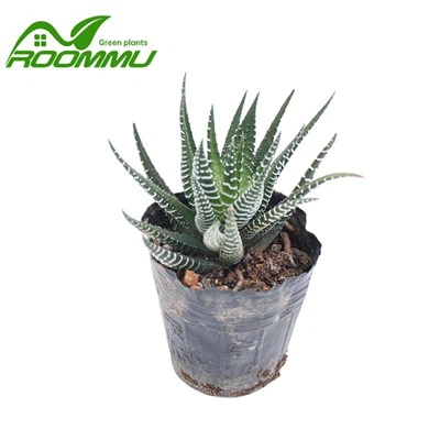 Impjant 'Royal Albert' ta' Haworthia